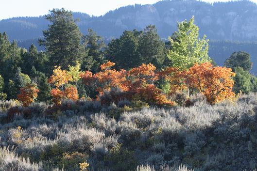 Fall Color Cimarron Colorado
