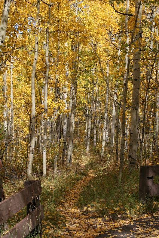 Fall Colors Colorado